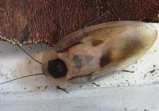 在家养蟑螂能当宠物？这玩意儿真的有人养？