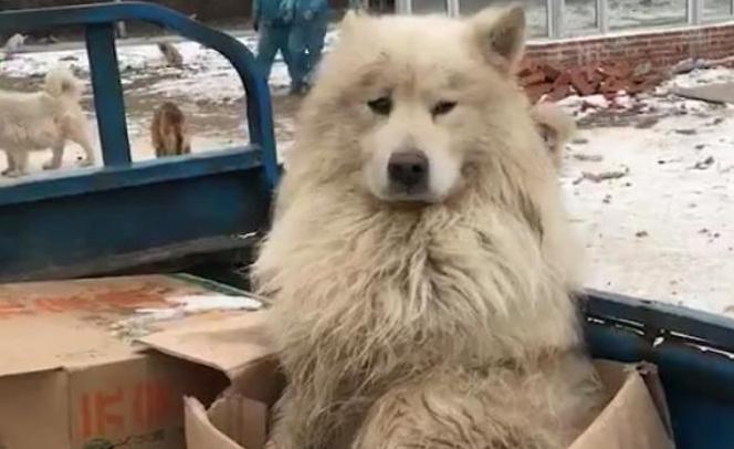 如何训练萨摩耶狗狗快速熟悉自己的名字？实用技巧分享