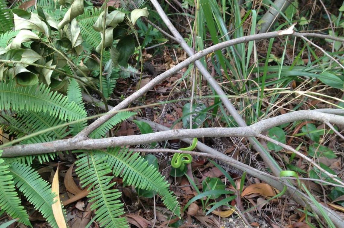 想养蛇又怕被咬?白条锦蛇到底适不适合新手? 想养蛇又怕被咬?白条锦蛇到底适不适合新手?