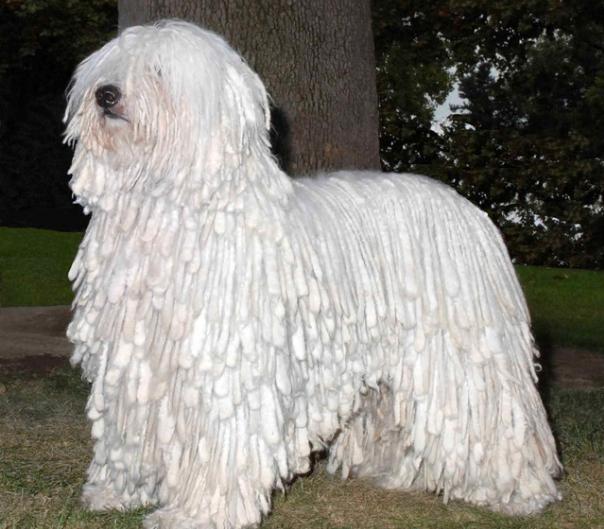 古代英国牧羊犬真是拖把成精了吗？