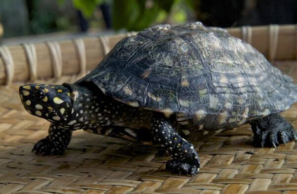 属狗人找对象该避开哪些生肖？