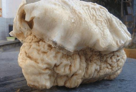 太岁究竟是长生不老药还是千年大骗局？