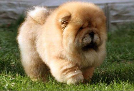 为什么别人家哈士奇只要2000块,我家这只花了1万5? 为什么别人家哈士奇只要2000块,我家这只花了1万5?