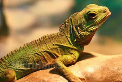 中国石龙子真的能当宠物养吗? 中国石龙子真的能当宠物养吗?