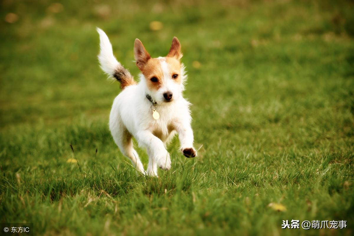 边境牧羊犬驱虫指南：有效方法与注意事项详解