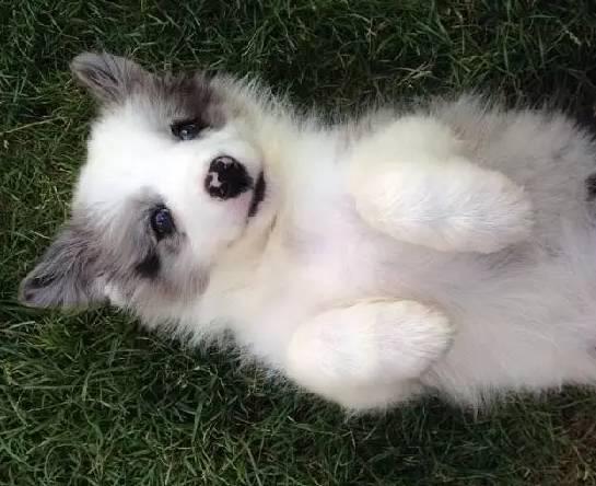 养只哈士奇到底要花多少钱？