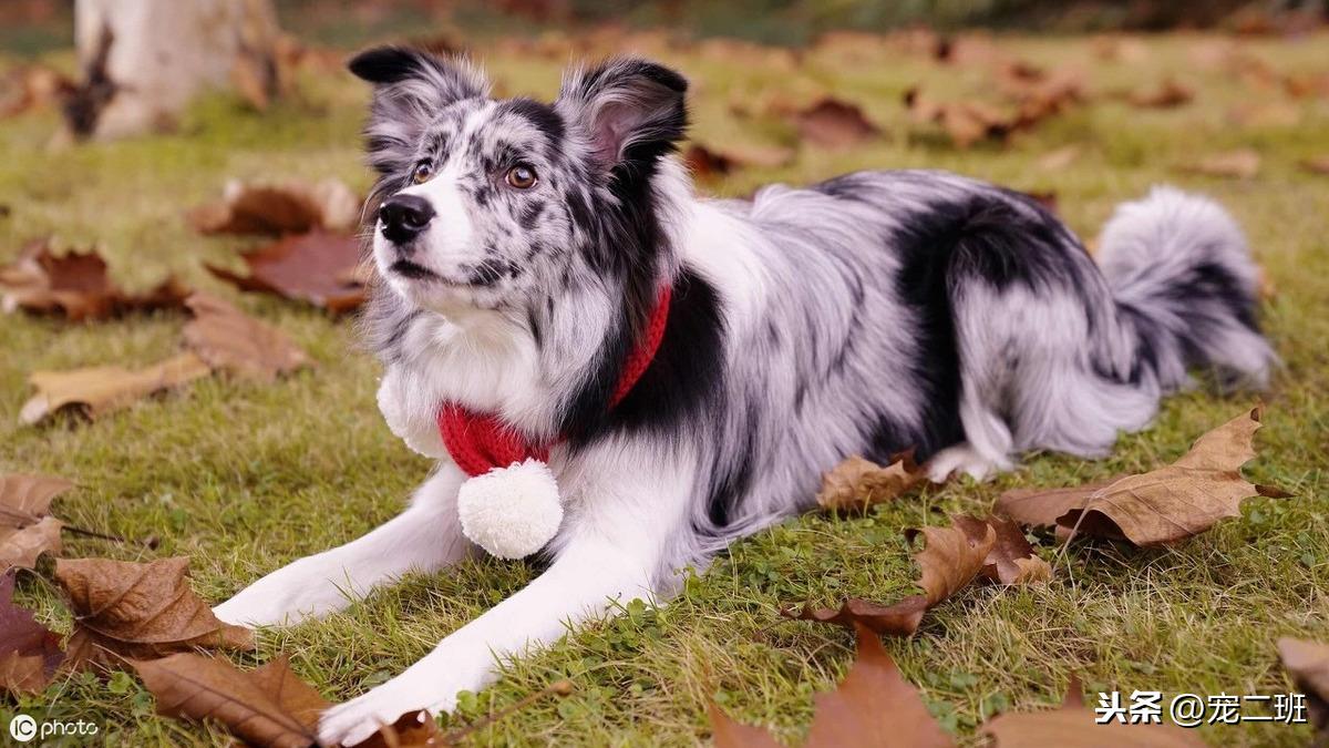如何有效训练狗狗接飞盘：详细步骤与技巧分享