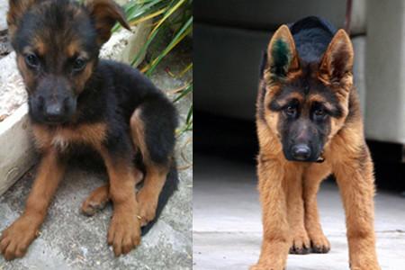 比利时牧羊犬挑选指南：如何选购健康纯种的比利时牧羊犬