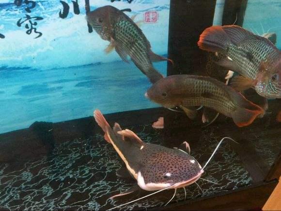 银龙鱼怎么养？好养与否？饲养银龙鱼全攻略