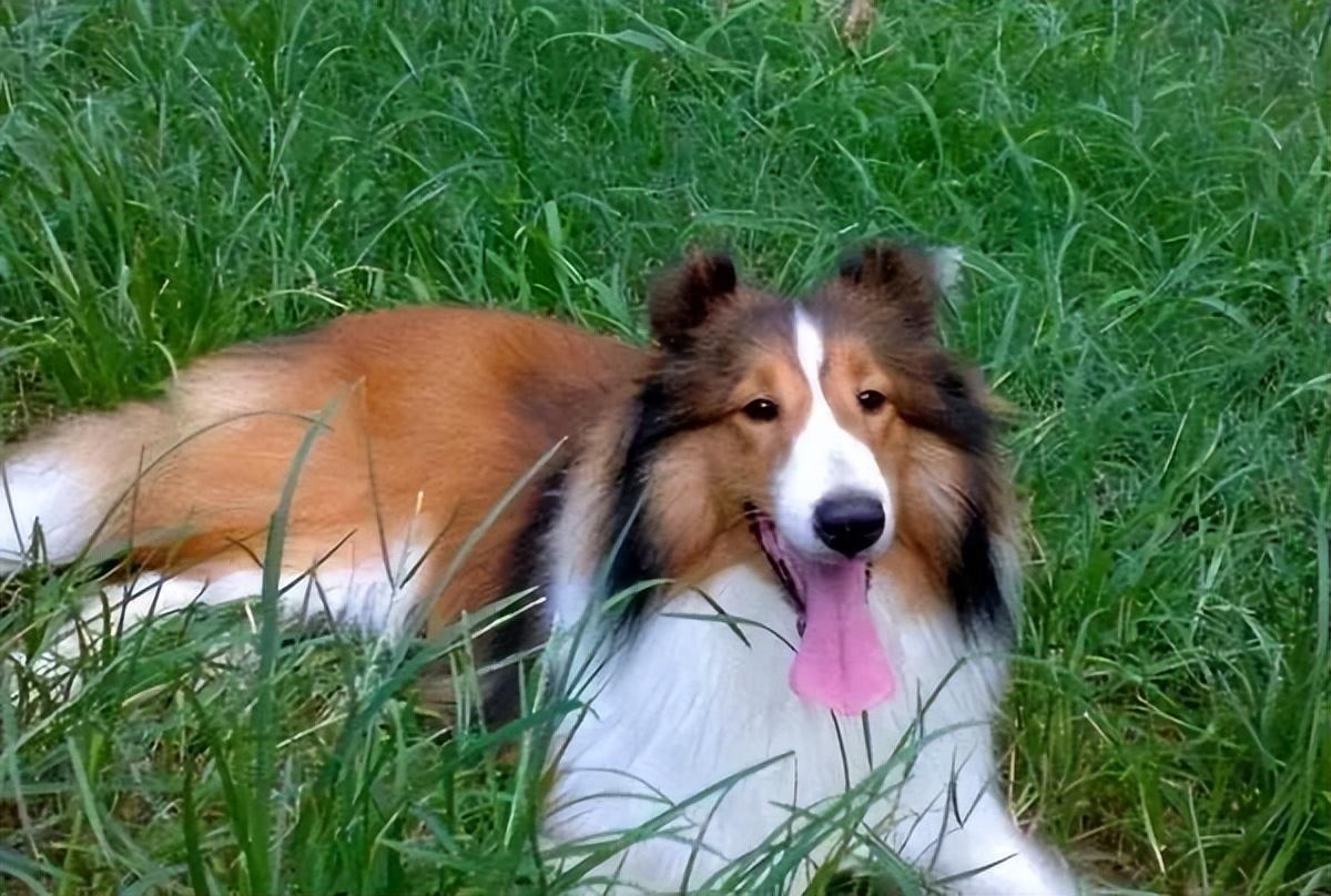 喜乐蒂牧羊犬到底该吃什么狗粮？