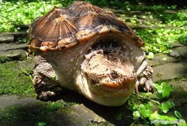 全面深入了解大鳄龟:形态特征、生活习性与饲养要点等介绍 全面深入了解大鳄龟:形态特征、生活习性与饲养要点等介绍