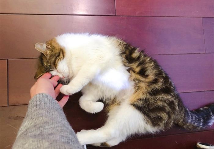 金毛寻回犬好养吗？全方位解析_波奇网