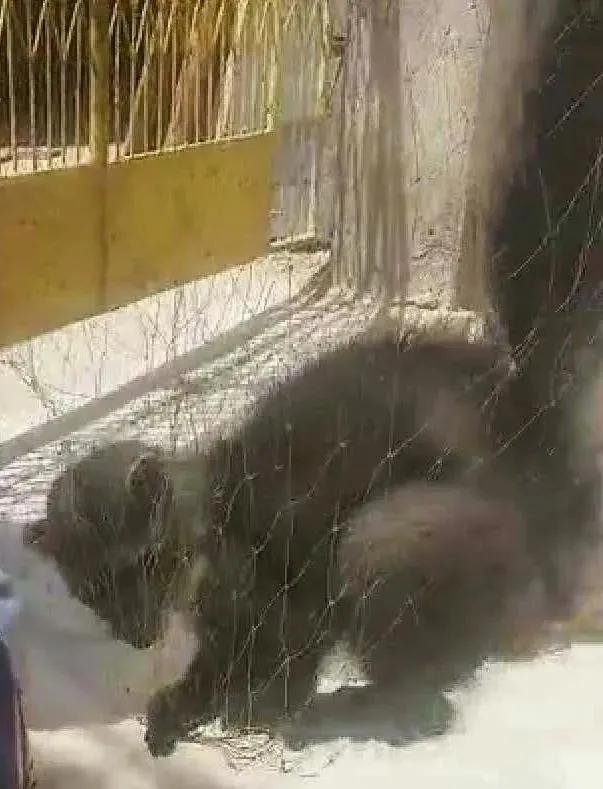 宠物貂能长多大？一般体长为35 - 40厘米你知道吗