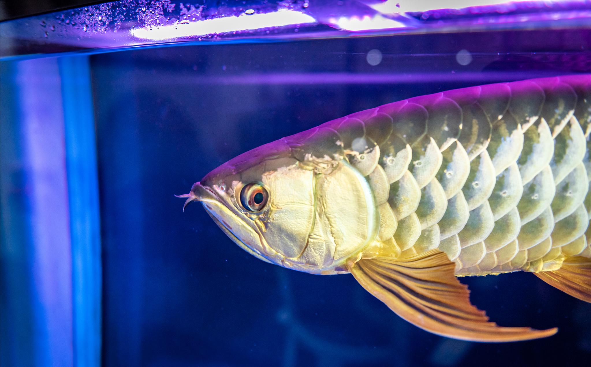 红龙鱼养着养着就褪色了咋回事？