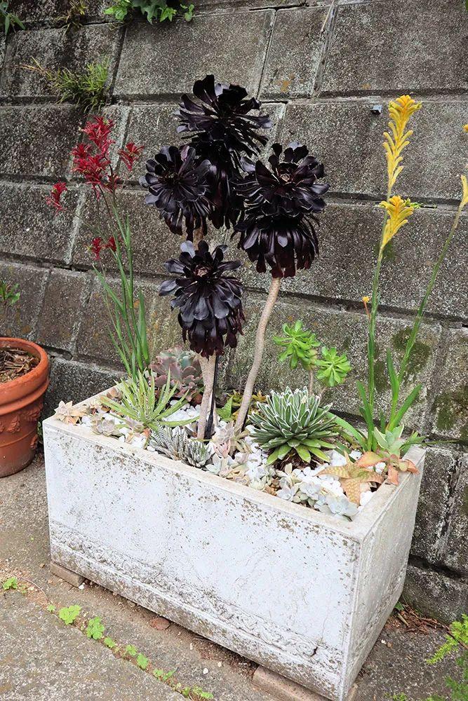 栎树到底有什么魔力让园艺爱好者疯狂？