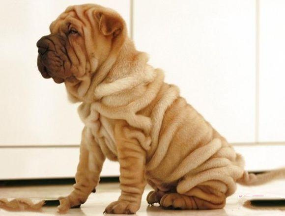 沙皮狗价格差3倍？新手买狗到底该花多少钱？