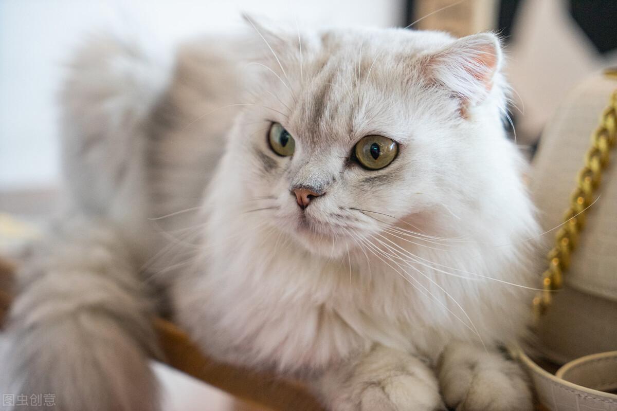 金吉拉猫真的适合新手养吗? 金吉拉猫真的适合新手养吗?