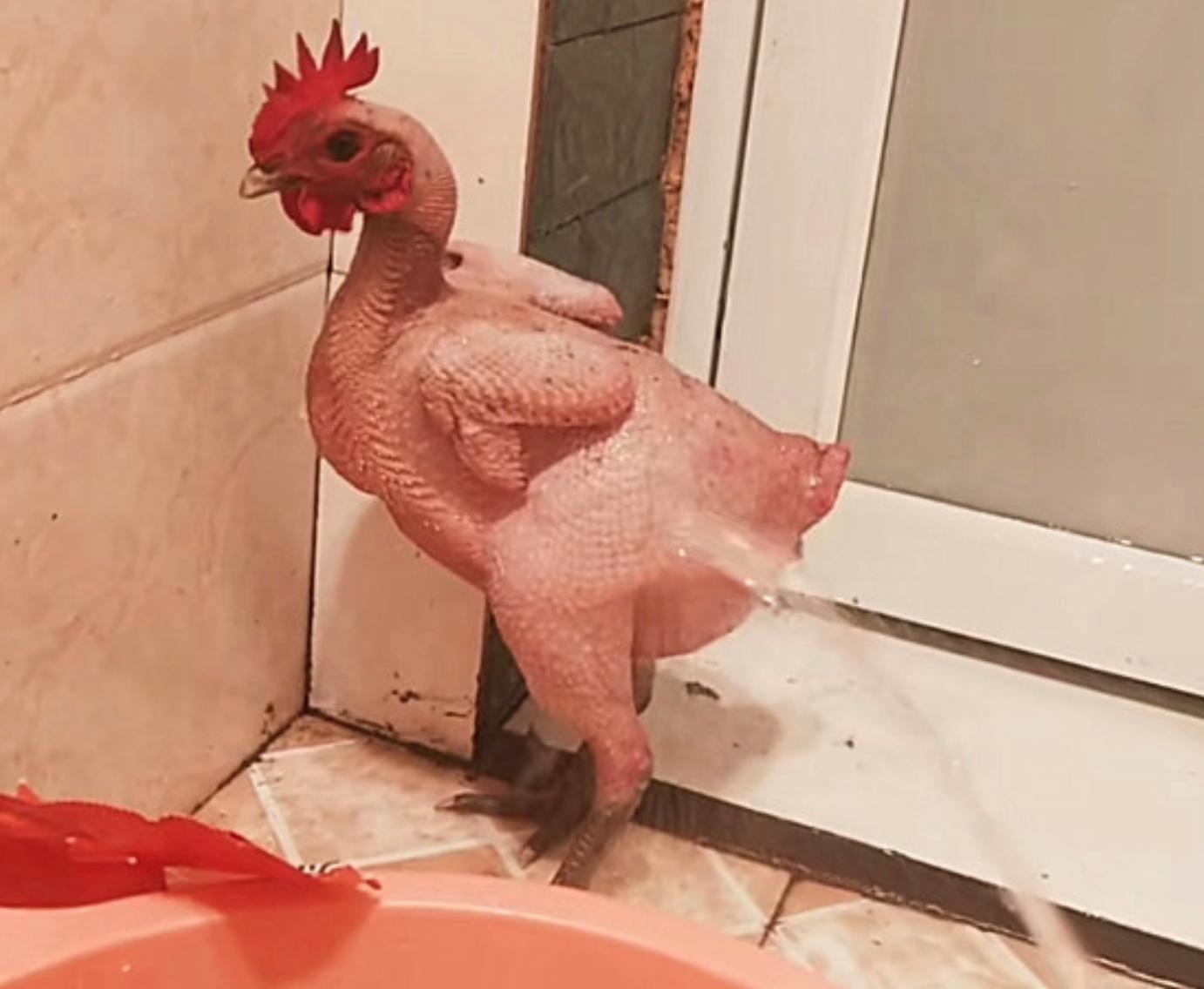 新手养宠最容易踩哪些坑？