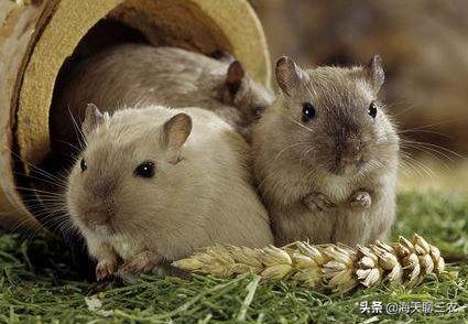 养沙鼠真的比仓鼠省心吗？