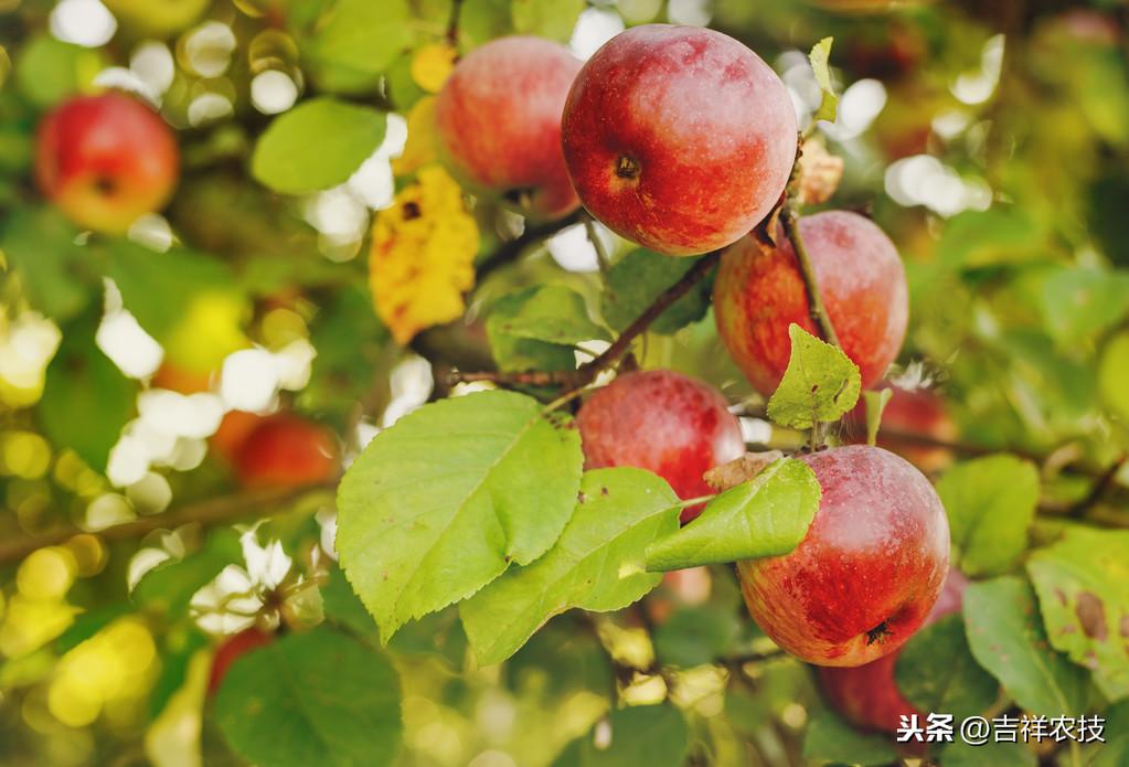 铜绿丽金龟到底能不能当宠物养？