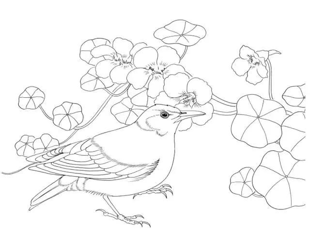 蒙古百灵到底值不值得养？