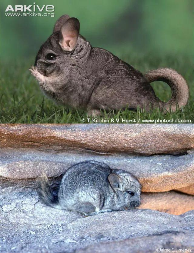 龙猫到底是什么动物？揭秘龙猫的真实身份与特征