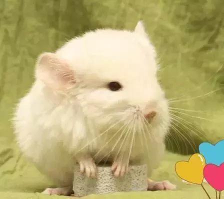 米色龙猫真的适合新手养吗？