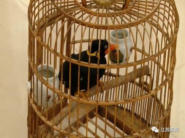 鹩哥真的能学会说话吗？