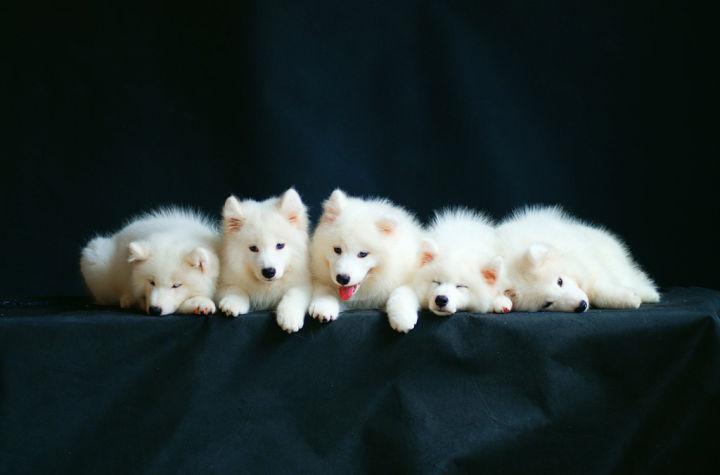 萨摩耶的智商到底够用吗？