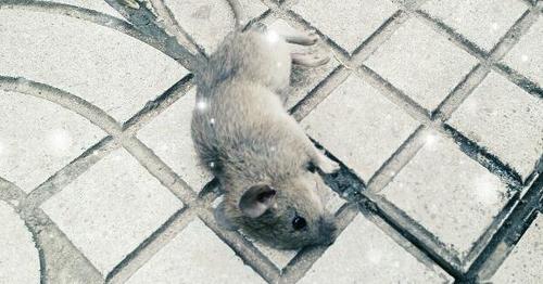 负鼠装死能骗过所有天敌吗？