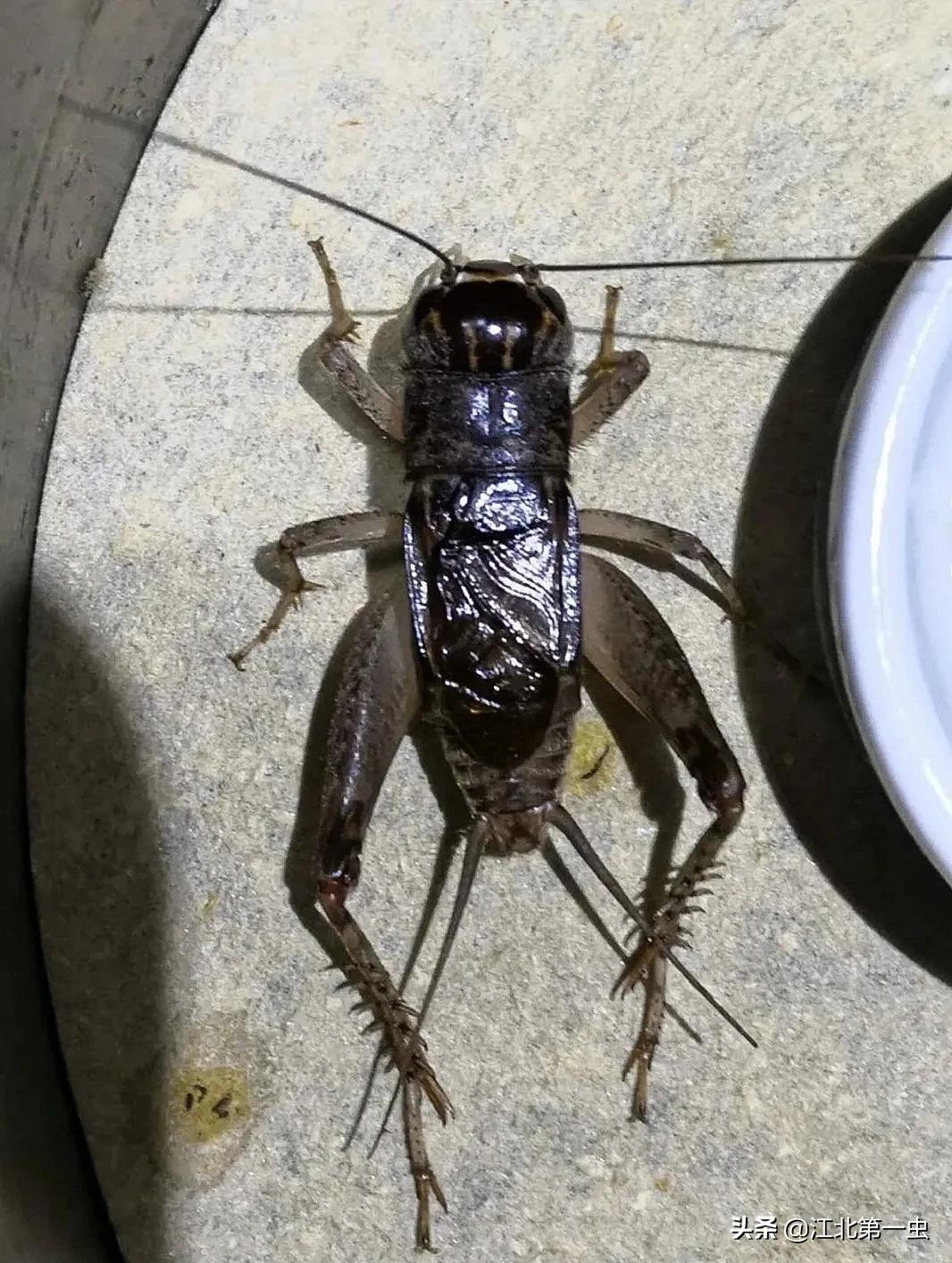 新手养蟋蟀为啥总活不过三天？