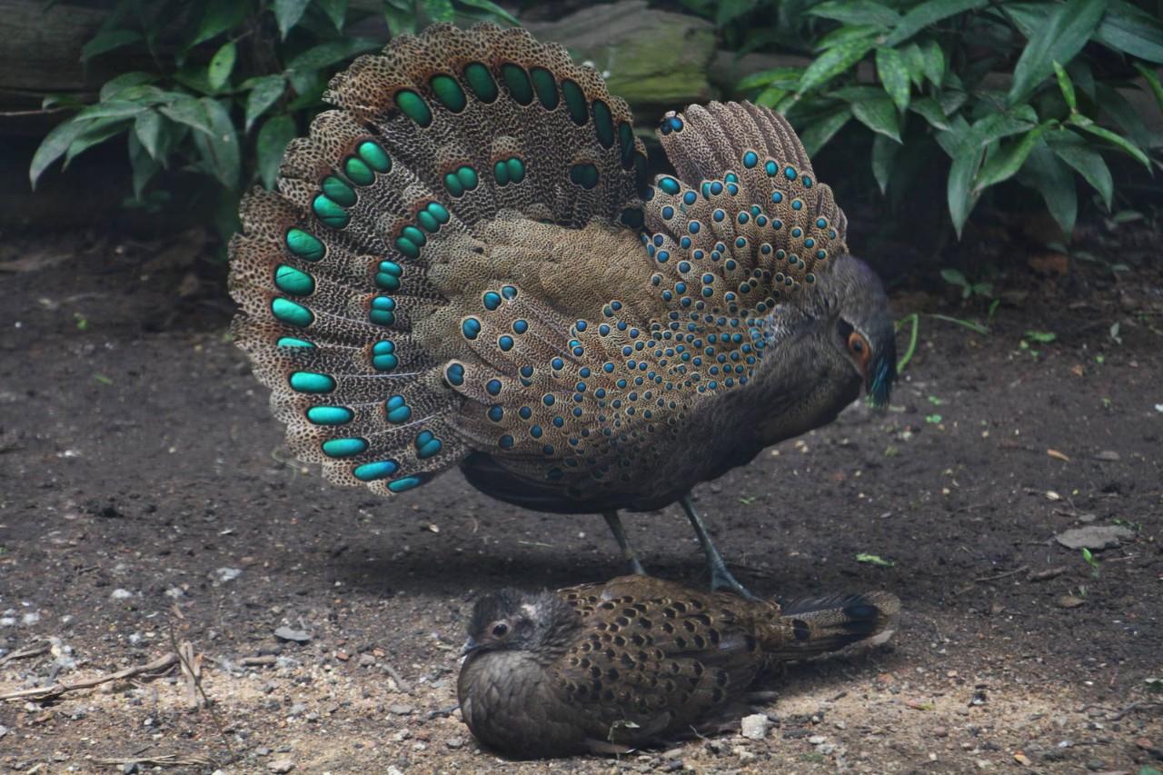 灰孔雀雉该怎么养才不会翻车？
