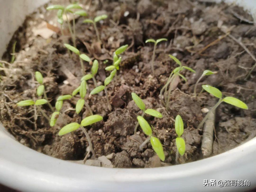 2022年哪些生肖走路都会踩狗屎？