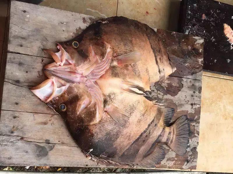 新手养虎鱼真的会三天就翻肚皮吗？