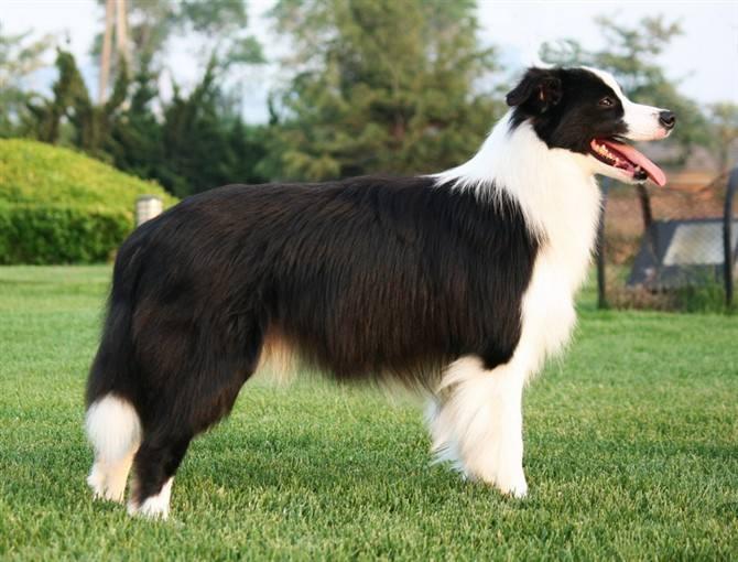 养边境梗真的像养哈士奇一样崩溃吗？