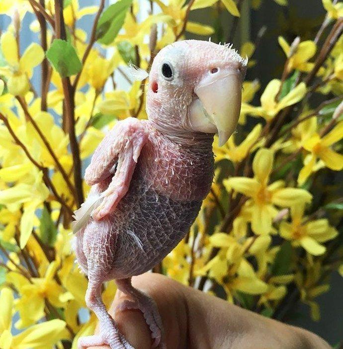 为什么别人的鹦鹉会说话，你的却只会啃笼子？