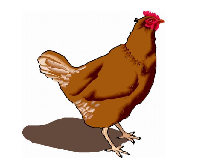 1970年出生的人到底属狗还是属鸡？