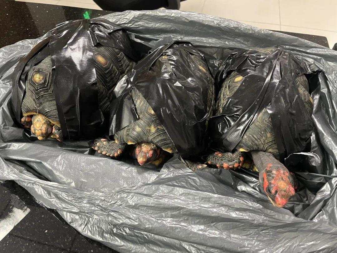 栎树到底有什么魔力让园艺爱好者疯狂？