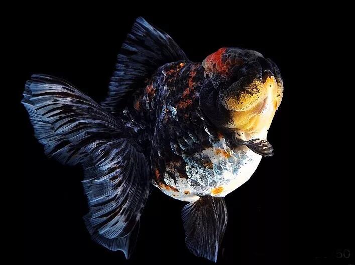 养金鱼数量有讲究：根据风水选择合适数量