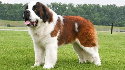 人类为何把狗称作自己的孩子?背后的原因引人深思 人类为何把狗称作自己的孩子?背后的原因引人深思