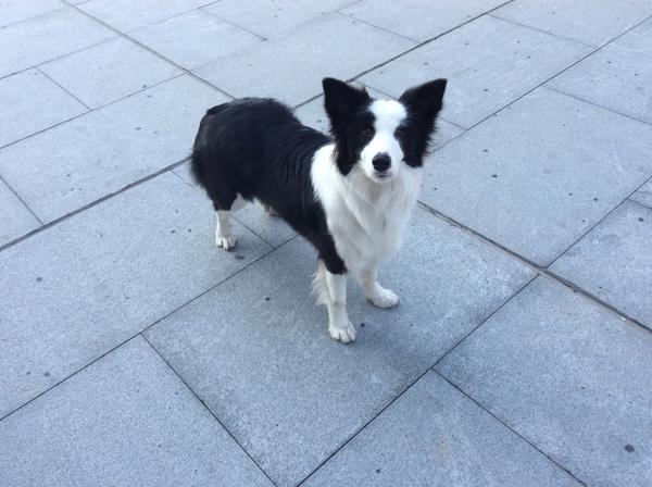 边境牧羊犬真的适合当宠物养吗？