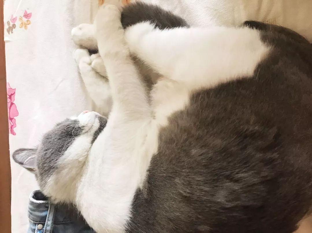 猫咪得了白血病就活不成了吗？