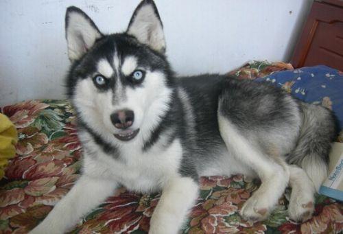 梦见被狗咬到底预示着什么？