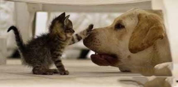 你家狗子真的需要吃贵族狗粮吗？