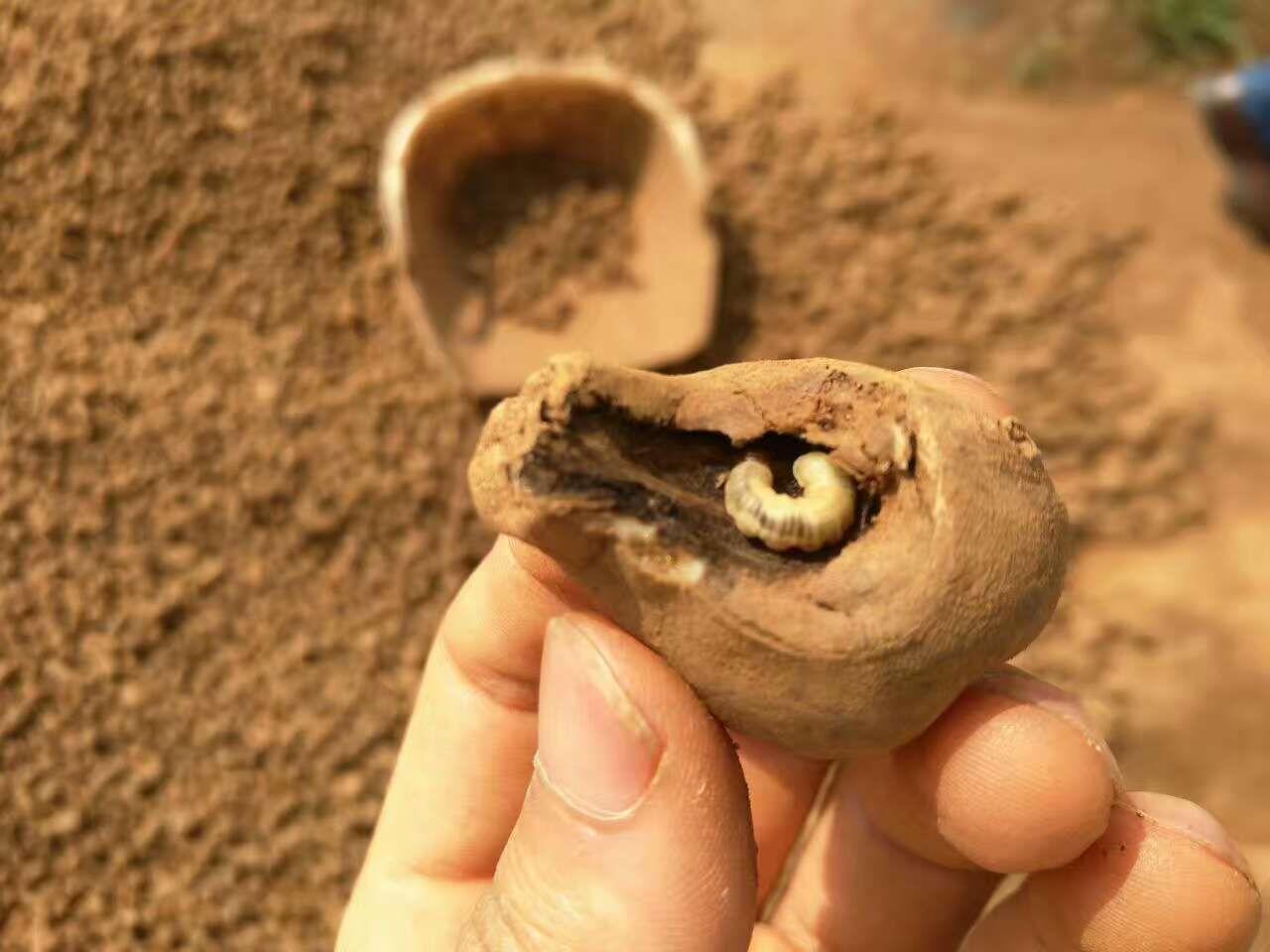 铜绿金龟子为啥能让果农又爱又恨？