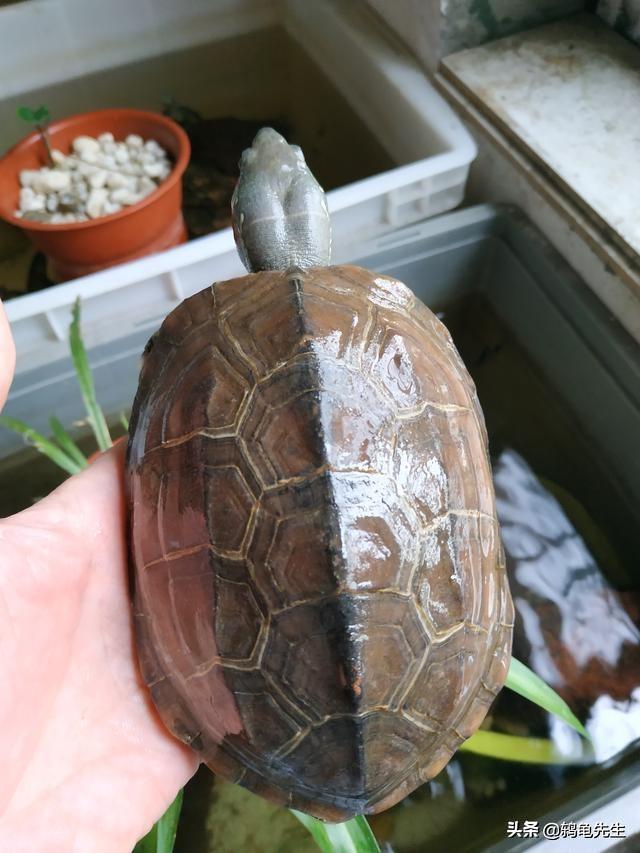 巴西龟眼睛肿得像包子？可能是白眼病在作怪！
