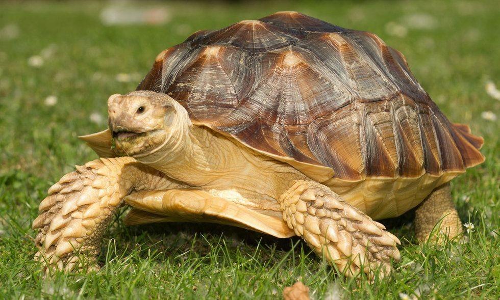 为什么你的乌龟总是活不过三个月？