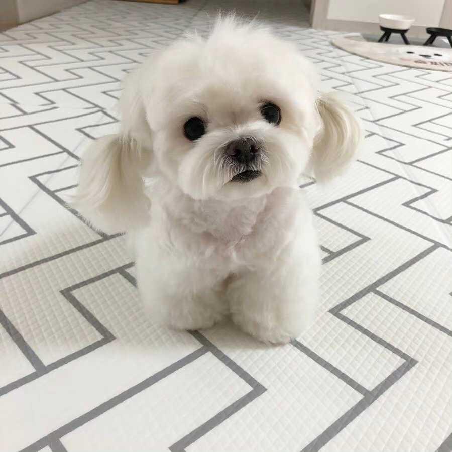 你家狗子真的需要吃贵族狗粮吗？