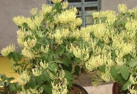 微信群控真的能躺着赚钱吗？