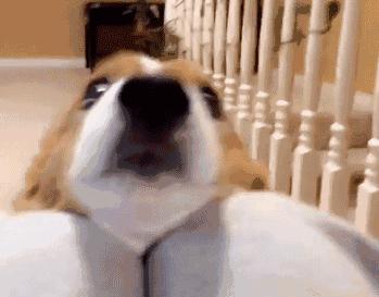 小喜是什么狗？原来小喜就是喜乐蒂牧羊犬